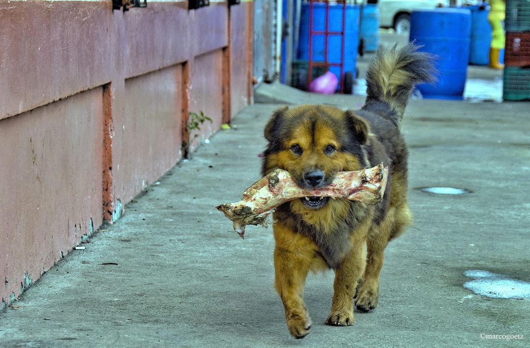 HUND KNOCHEN PUNTARENAS COSTA RICA